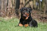 ROTTWEILER 519